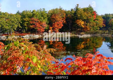 Feuillage de chute saisissant près de l'étang près de Thousand Islands, New York, U.S.A Banque D'Images