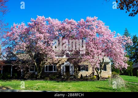 Une grande maison de banlieue avec deux arbres de cerisier Blossom en plein essor Banque D'Images