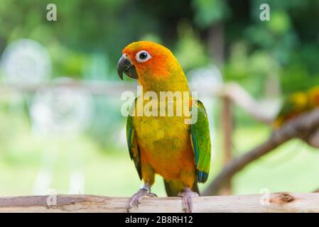 Lovebird ou perroquet debout sur l'arbre dans le parc, Agapornis fischeri. (Lovebird de Fischer) Banque D'Images