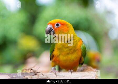 Lovebird ou perroquet debout sur l'arbre dans le parc, Agapornis fischeri. (Lovebird de Fischer) Banque D'Images