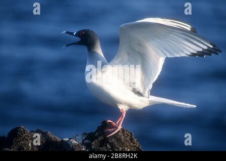 Amérique du Sud; Équateur; Îles Galapagos; faune; oiseaux; goéland à queue avale (Creagrus furcatus) Banque D'Images