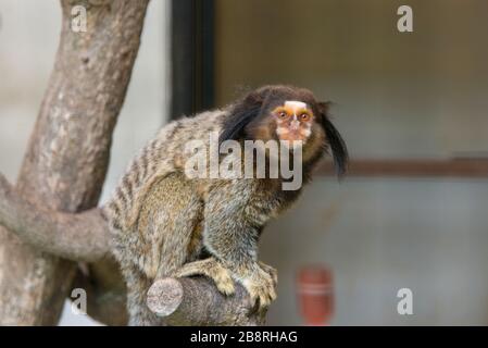 Le singe Marmoset de Geoffroy est assis sur un arbre dans le zoo. Banque D'Images