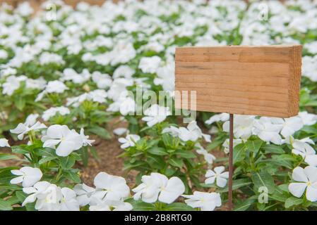 vide de panneau en bois se tenant dans le beau jardin de fleurs de vinca. Banque D'Images