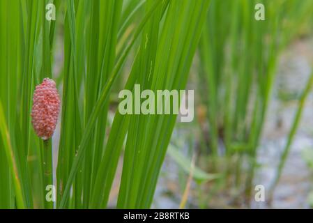 Oeuf clou de pomme doré ou Pomacea canaliculata, oeufs de pommier sur le riz arbre. Banque D'Images