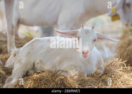 Gros plan de la laine de mouton longue sur la ferme. Banque D'Images