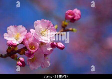 Gros plan d'une branche délicate de cerisier fleuri avec des fleurs roses sur un fond rose et bleu avec de l'espace pour le texte, dans la nature printanière Banque D'Images