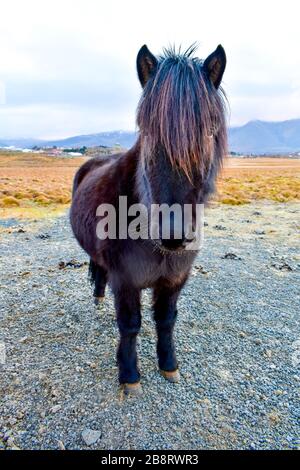 Un cheval islandais Banque D'Images