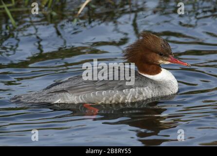 Une jolie femme Goosander, Mergus merganser, nageant sur une rivière. Il a été plongée sous le poisson de capture d'eau. Banque D'Images