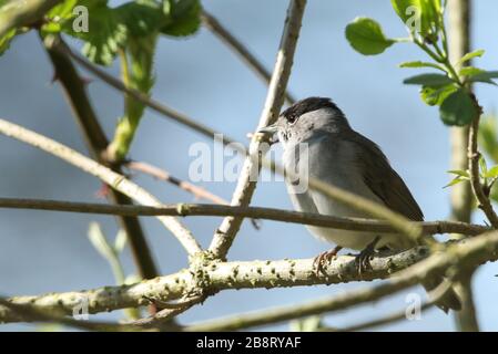 Un magnifique Blackcap mâle, Sylvia atricapilla, perché sur une branche d'un arbre. Banque D'Images