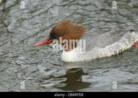 Une jolie femme Goosander, Mergus merganser, nageant sur une rivière. Il a été plongée sous le poisson de capture d'eau. Banque D'Images