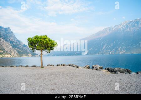 Arbre vert sur la rive de la vallée du beau lac de Garde parmi les montagnes, le lac de Garde est situé dans le nord de l'Italie. Banque D'Images