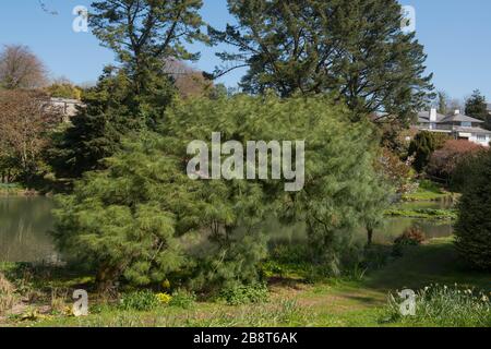 Feuillage vert d'un arbre de pins du Bhoutan (Pinus wallichiana 'Laxa') sur le bord d'un lac dans un jardin rural de campagne dans le Devon rural, Angleterre, Royaume-Uni Banque D'Images