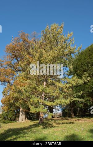 Feuillage d'automne d'un arbre de pin blanc himalayan ou du Bhoutan (Pinus wallichiana) dans un jardin de campagne avec un ciel bleu vif Banque D'Images