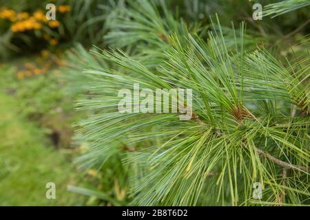 Feuillage vert d'un arbre de pins du Bhoutan (Pinus wallichiana 'Laxa') sur le bord d'un lac dans un jardin rural de campagne dans le Devon rural, Angleterre, Royaume-Uni Banque D'Images