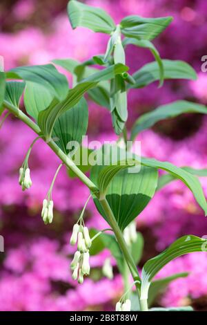 Polygonatum × hybridum joint de Salomon commun (Syn. Polygonatum multiflorum) avec fond rose de Rhododendron Hatsu-giri Banque D'Images