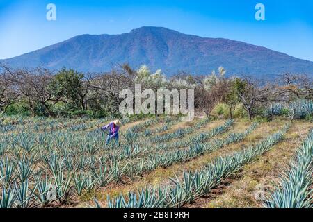 Travailleur dans le champ bleu d'agave à Tequila, Jalisco, Mexique Banque D'Images