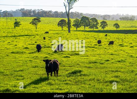 Les bovins braissent sur de l'herbe fraîche après de récentes pluies dans le sud de la Nouvelle-Galles du Sud, en Australie Banque D'Images