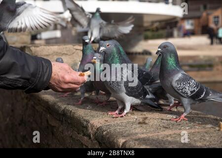 Pigeon feral ; Columba livia domestica ; être Fed ; Stratford ; Royaume-Uni Banque D'Images
