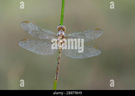 Skimmer keeled ; Orthetrum coerulescens ; Femme en Dew ; côté supérieur ; Royaume-Uni Banque D'Images