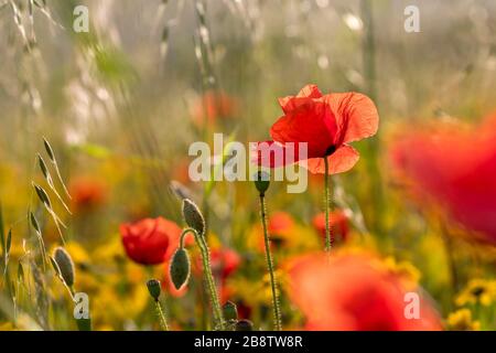 Coquelicots ; rhoeas de papaaver ; avec les marigolds de maïs ; Cornwall ; Royaume-Uni Banque D'Images