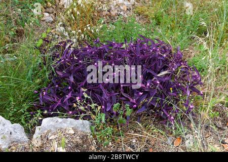 Cœur violet (Tradescantia pallida) avec des feuilles pourpres et des fleurs roses, également appelées Spiderwort, en croissance sauvage en Croatie. Banque D'Images