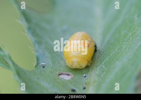 Coccinella septempunctata, le coccinella septempunctata, le coccinelle à sept points (ou, en Amérique du Nord, le coccinelle à sept points, déchérant la peau larvaire Banque D'Images