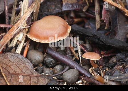 Tubaria furfuracea, communément connu sous le nom de brindille scurfy, champignons sauvages qui poussent en hiver en Finlande Banque D'Images