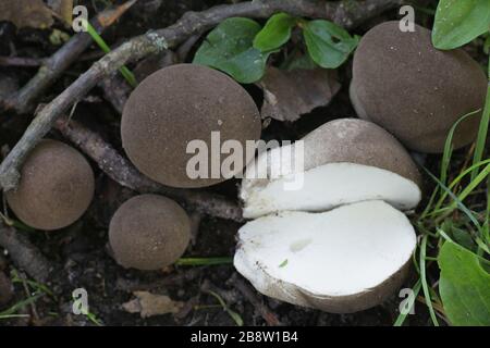 Lycoperdon molle, communément connu sous le nom de macareux lisse ou de macareux doux, champignon sauvage de Finlande Banque D'Images