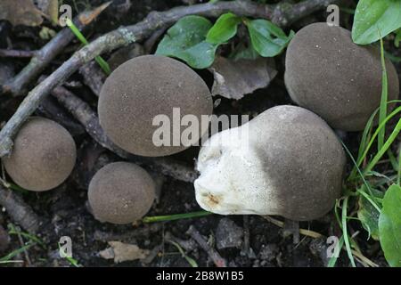 Lycoperdon molle, communément connu sous le nom de macareux lisse ou de macareux doux, champignon sauvage de Finlande Banque D'Images