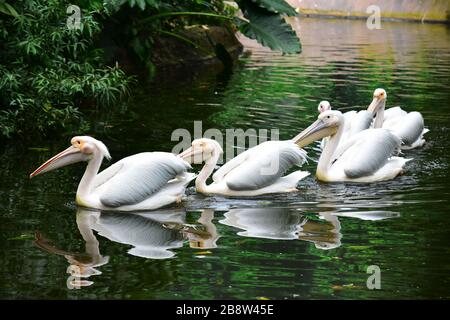 Singapour - 15 janvier 2019 - une merveilleuse famille de pélicans immergés dans la nature Banque D'Images