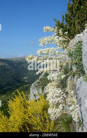 White Rockrose ou White Rock-Rose, Helianthemum apeninum, poussant sur la vieille muraille de pierre et la floraison salle de Provence France Banque D'Images