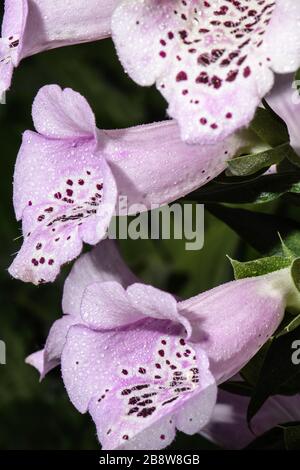 Gros plan de 3 trompettes violettes fleuries avec gouttes d'eau Banque D'Images