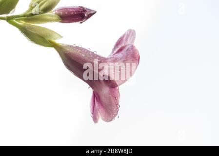 Gros plan de la fleur rose haute de Canterbury Bell Banque D'Images