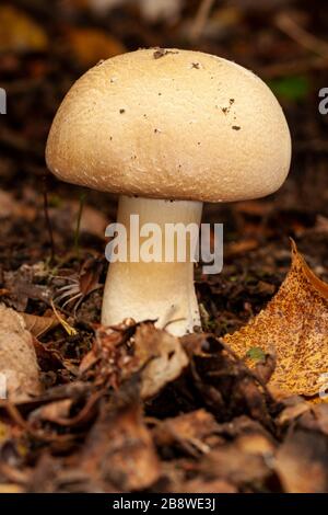 agaricus silvicola, un individu qui croît parmi les feuilles mortes de la forêt. Espagne Banque D'Images