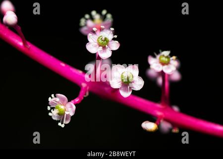 Fleurs blanches de forêt tropicale d'une branche violette. Fond floral. Costa Rica concept de nature. Banque D'Images