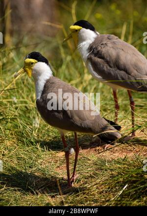 Une photo d'une paire de lapwings masqués Banque D'Images