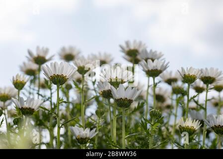 Tourné du jardin de pâquerettes anglais blanc avec le ciel en arrière-plan. Gros plan et prise de vue macro. Banque D'Images