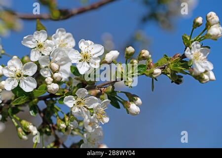 Cerise aigre à fleurs, Prunus ceratus, au printemps Banque D'Images