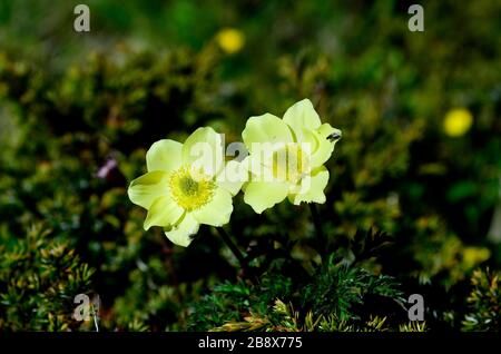 Autriche, Tyrol, pasqueflower alpine alias anémone alpine Banque D'Images