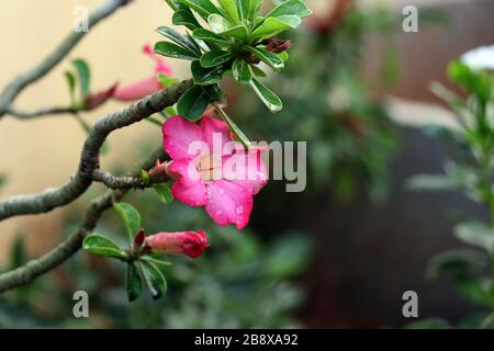 Une belle fleur rose de désert rose avec des gouttes de pluie brillantes, nom botanique d'adenium obesum Banque D'Images