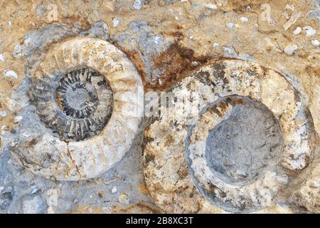 Deux fossiles d'ammonites fossilisés Banque D'Images