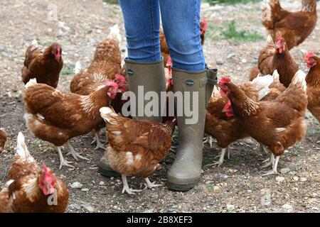 Un éleveur de volaille portant des bottes en caoutchouc se promenant parmi une foule de poules vieillissantes sur une ferme de volaille dans le Oxfordshire. Banque D'Images