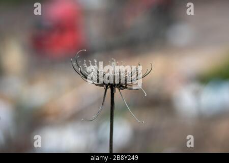 Daucus carota maximus fleur sec, fond flou. Banque D'Images