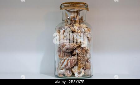 Coques dans une bouteille isolée sur fond blanc Banque D'Images