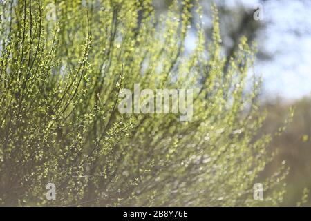 Branches d'arbre à ressort avec un arrière-plan flou. Scène défocused de feuillage frais, idéal comme un fond de nature avec des couleurs vives Banque D'Images