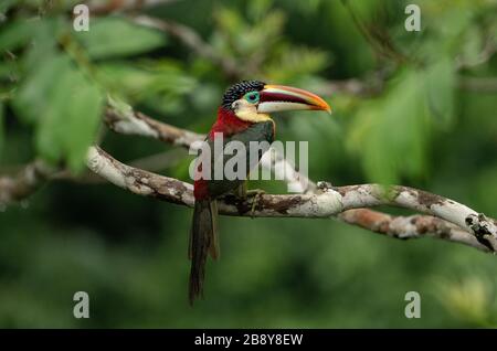 Aracari (Pteroglossus beauharnaesii) dans la forêt tropicale amazonienne Banque D'Images