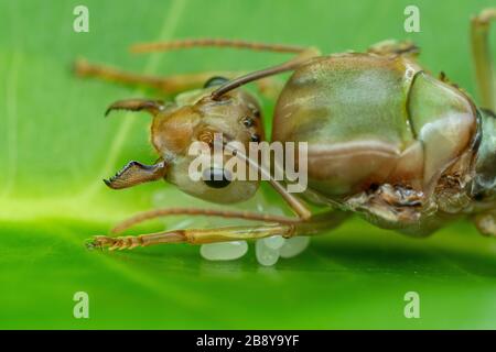 La reine Green weaver ant, Oecophylla smaragdina, garante ses œufs lorsqu'elle commence une nouvelle colonie Banque D'Images