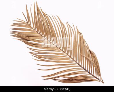 Feuille de palmier sèche tropicale isolée sur fond blanc Banque D'Images
