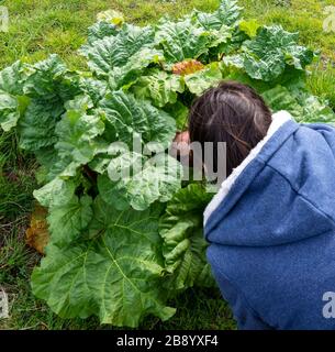 Une femme qui choisit le rhubarbe dans un allotissement à Bromley comme jardiniers se fleinrent pour trouver des conseils sur la culture de leurs propres fruits et légumes à la lumière de la crise du coronavirus, ont dit des experts horticoles. Banque D'Images