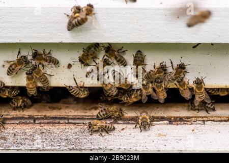 Les abeilles à miel naient et volent autour de leur ruche - foyer sélectif Banque D'Images